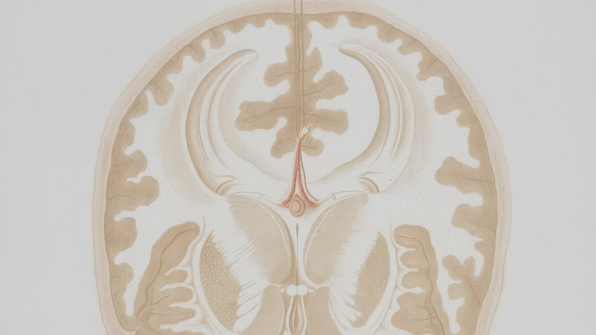 Illustration of a section of the brain in soft beige tones.